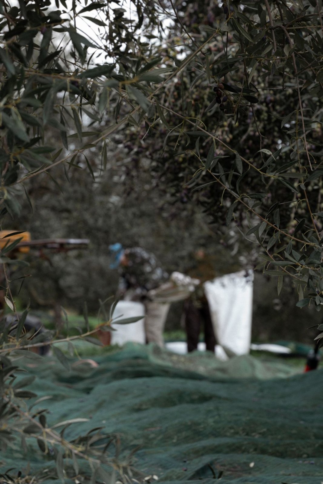Κτήμα ΣΠΟΡΑ — καλλιέργεια