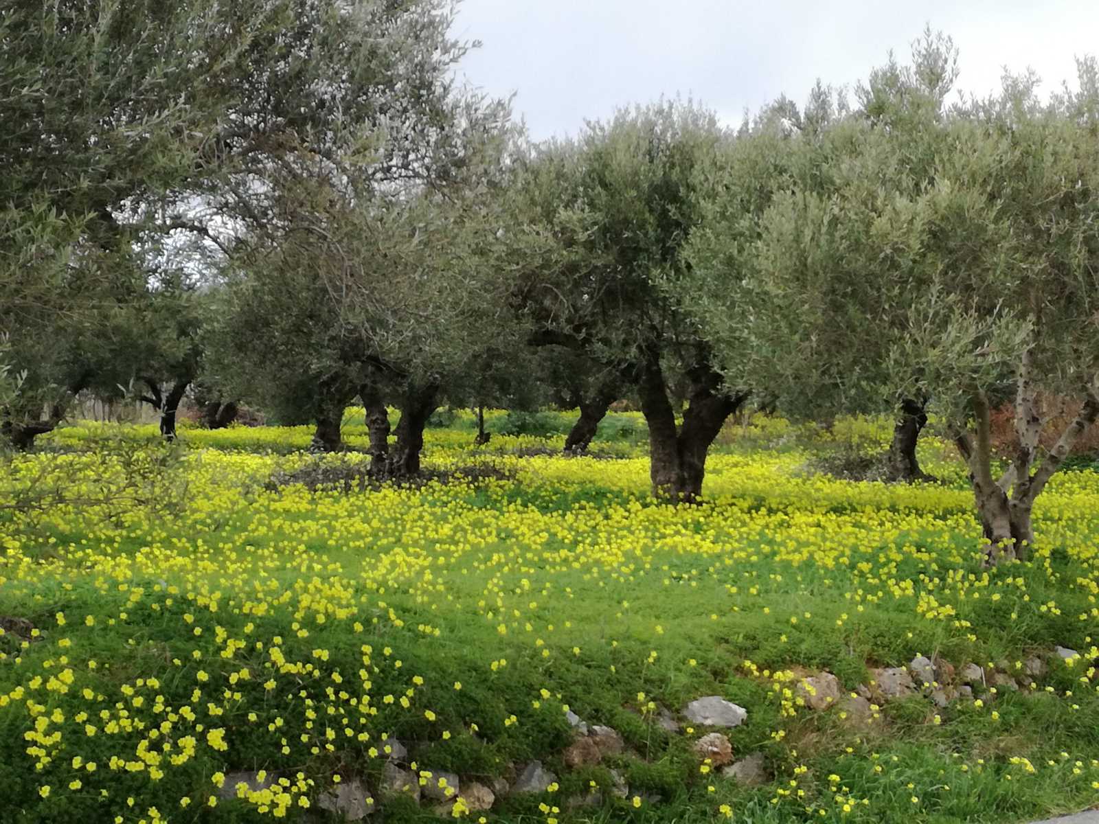 Κτήμα ΣΠΟΡΑ — αγροτική ζωή